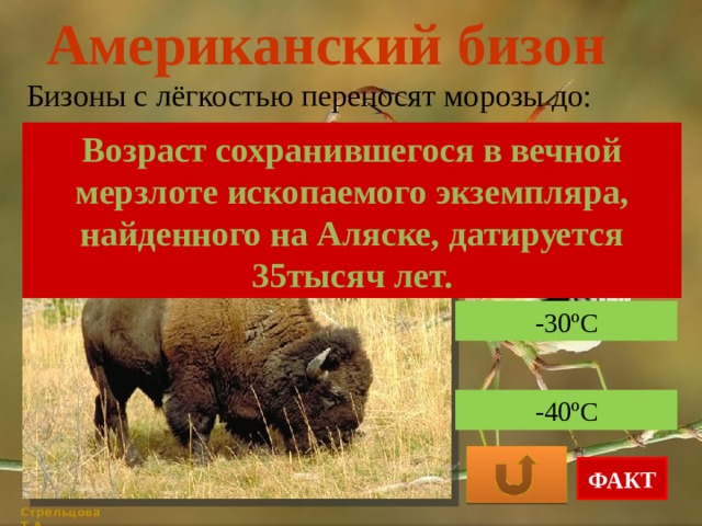 Американский бизон Бизоны с лёгкостью переносят морозы до: Возраст сохранившегося в вечной мерзлоте ископаемого экземпляра, найденного на Аляске, датируется 35тысяч лет. -24ºС -30ºС -40ºС ФАКТ Стрельцова Т.А. 