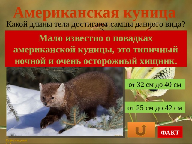 Американская куница Какой длины тела достигают самцы данного вида? Мало известно о повадках американской куницы, это типичный ночной и очень осторожный хищник. от 36 см до 45 см от 32 см до 40 см от 25 см до 42 см ФАКТ Стрельцова Т.А. 