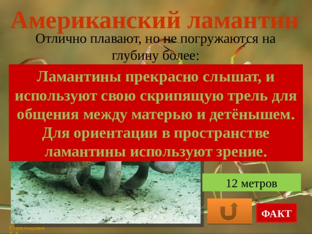 Американский ламантин Отлично плавают, но не погружаются на глубину более: Ламантины прекрасно слышат, и используют свою скрипящую трель для общения между матерью и детёнышем. Для ориентации в пространстве ламантины используют зрение. 3 метра 6 метров 12 метров ФАКТ Стрельцова Т.А. 
