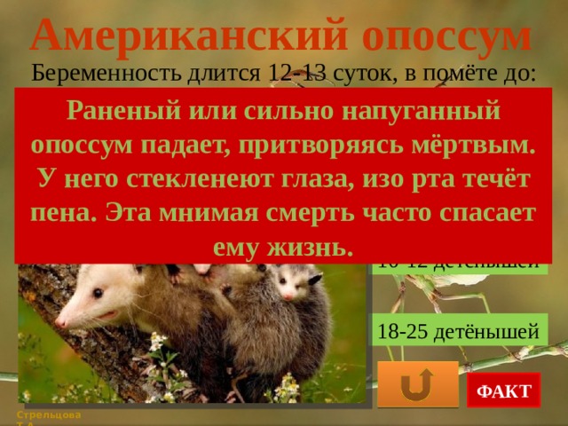 Американский опоссум Беременность длится 12-13 суток, в помёте до: Раненый или сильно напуганный опоссум падает, притворяясь мёртвым. У него стекленеют глаза, изо рта течёт пена. Эта мнимая смерть часто спасает ему жизнь. 2-5 детёнышей 10-12 детёнышей 18-25 детёнышей ФАКТ Стрельцова Т.А. 