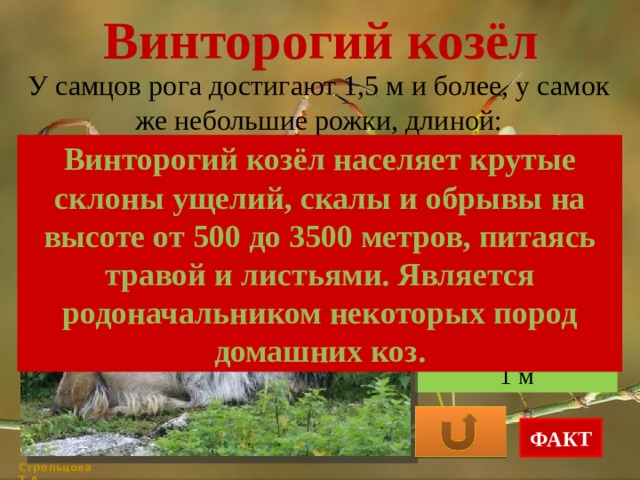 Винторогий козёл У самцов рога достигают 1,5 м и более, у самок же небольшие рожки, длиной: Винторогий козёл населяет крутые склоны ущелий, скалы и обрывы на высоте от 500 до 3500 метров, питаясь травой и листьями. Является родоначальником некоторых пород домашних коз. 20-30 см 50-60 см 1 м ФАКТ Стрельцова Т.А. 