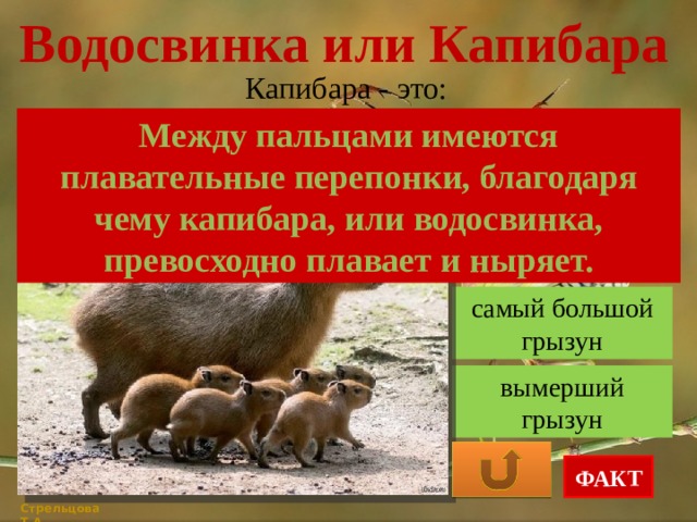 Водосвинка или Капибара Капибара - это: Между пальцами имеются плавательные перепонки, благодаря чему капибара, или водосвинка, превосходно плавает и ныряет. самый маленький грызун самый большой грызун вымерший грызун ФАКТ Стрельцова Т.А. 
