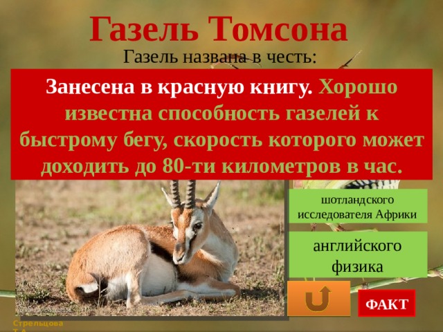 Сообщение про песчаную газель. Сообщение про песчаную газель