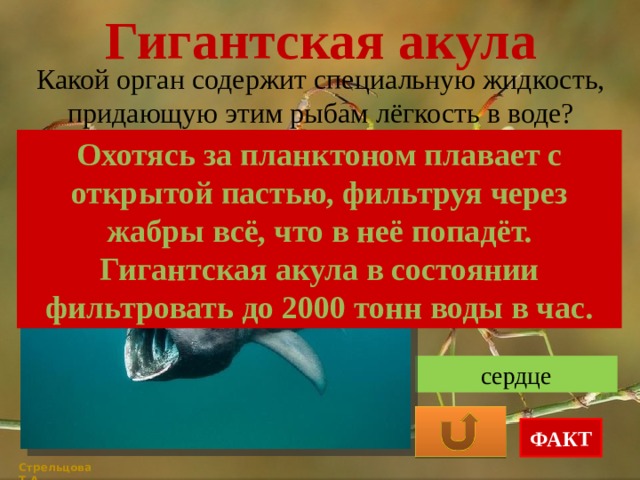 Гигантская акула Какой орган содержит специальную жидкость, придающую этим рыбам лёгкость в воде? Охотясь за планктоном плавает с открытой пастью, фильтруя через жабры всё, что в неё попадёт. Гигантская акула в состоянии фильтровать до 2000 тонн воды в час. печень мозг сердце ФАКТ Стрельцова Т.А. 
