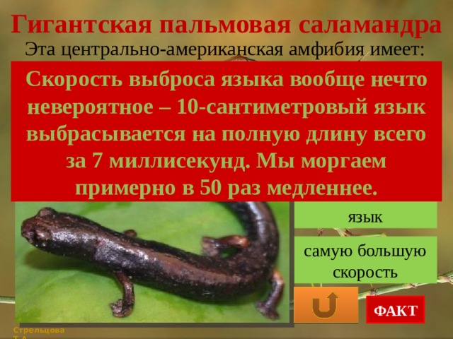 Гигантская пальмовая саламандра Эта центрально-американская амфибия имеет: Скорость выброса языка вообще нечто невероятное – 10-сантиметровый язык выбрасывается на полную длину всего за 7 миллисекунд. Мы моргаем примерно в 50 раз медленнее. самые большие глаза самый сильный язык самую большую скорость ФАКТ Стрельцова Т.А. 