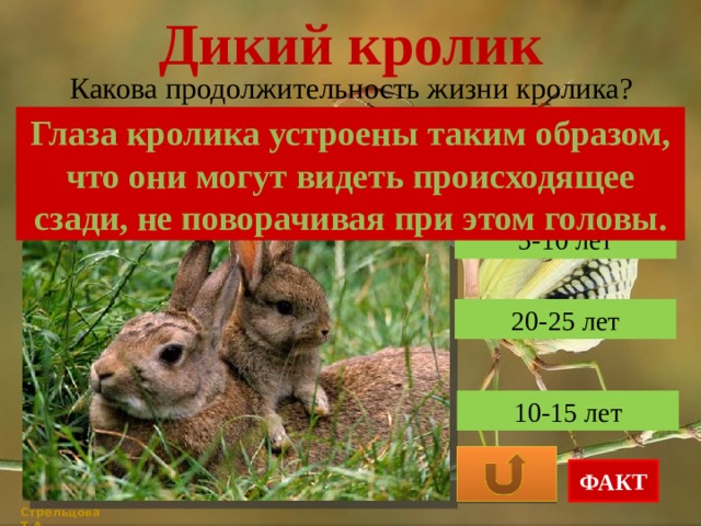 Дикий кролик Какова продолжительность жизни кролика? Глаза кролика устроены таким образом, что они могут видеть происходящее сзади, не поворачивая при этом головы. 5-10 лет 20-25 лет 10-15 лет ФАКТ Стрельцова Т.А. 