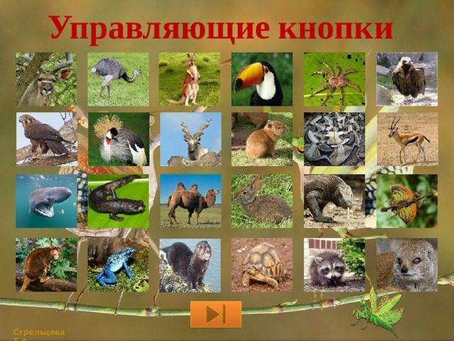 Управляющие кнопки   Стрельцова Т.А. 