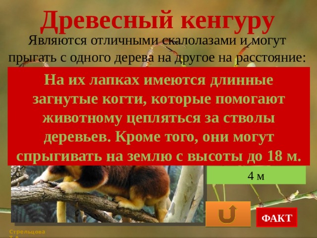 Древесный кенгуру презентация