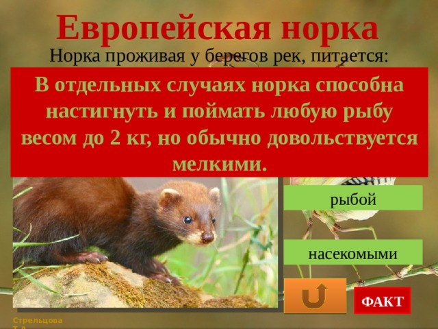 Европейская норка Норка проживая у берегов рек, питается: В отдельных случаях норка способна настигнуть и поймать любую рыбу весом до 2 кг, но обычно довольствуется мелкими. травой рыбой насекомыми ФАКТ Стрельцова Т.А. 