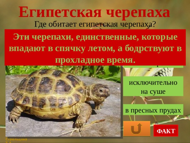 Египетская черепаха Где обитает египетская черепаха? Эти черепахи, единственные, которые впадают в спячку летом, а бодрствуют в прохладное время. в море исключительно на суше в пресных прудах ФАКТ Стрельцова Т.А. 