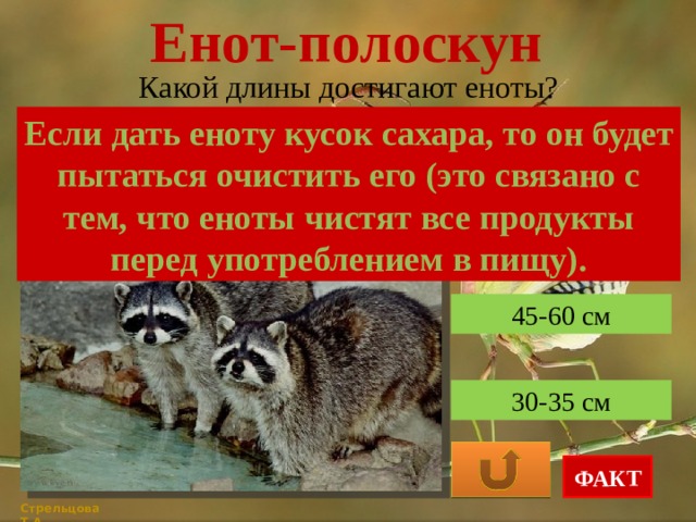 Енот-полоскун Какой длины достигают еноты? Если дать еноту кусок сахара, то он будет пытаться очистить его (это связано с тем, что еноты чистят все продукты перед употреблением в пищу). 20-40 см 45-60 см 30-35 см ФАКТ Стрельцова Т.А. 