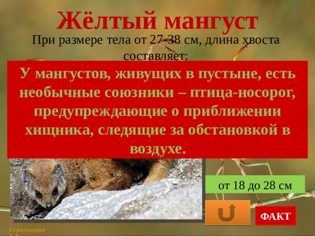 Жёлтый мангуст При размере тела от 27-38 см, длина хвоста составляет: У мангустов, живущих в пустыне, есть необычные союзники – птица-носорог, предупреждающие о приближении хищника, следящие за обстановкой в воздухе. от 2 до 12 см от 10 до 15 см от 18 до 28 см ФАКТ Стрельцова Т.А. 