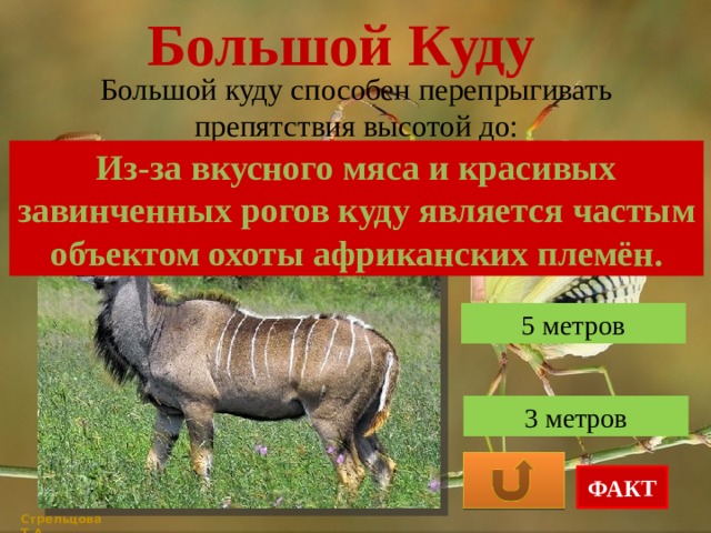 Большой Куду Большой куду способен перепрыгивать препятствия высотой до: Из-за вкусного мяса и красивых завинченных рогов куду является частым объектом охоты африканских племён. 1 метра 5 метров 3 метров ФАКТ Стрельцова Т.А. 