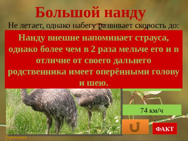 Большой нанду Не летает, однако набегу развивает скорость до: Нанду внешне напоминает страуса, однако более чем в 2 раза мельче его и в отличие от своего дальнего родственника имеет оперёнными голову и шею. 60 км/ч 120 км/ч 74 км/ч ФАКТ Стрельцова Т.А. 