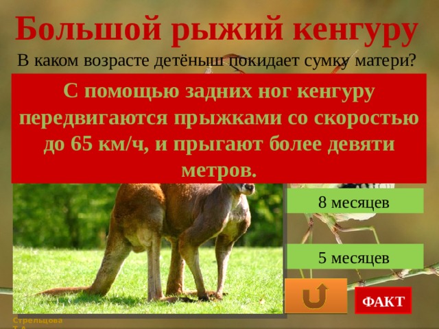 Большой рыжий кенгуру В каком возрасте детёныш покидает сумку матери? С помощью задних ног кенгуру передвигаются прыжками со скоростью до 65 км/ч, и прыгают более девяти метров. 12 месяцев 8 месяцев 5 месяцев ФАКТ Стрельцова Т.А. 
