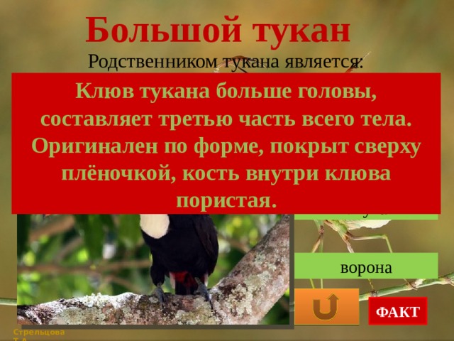 Большой тукан Родственником тукана является: Клюв тукана больше головы, составляет третью часть всего тела. Оригинален по форме, покрыт сверху плёночкой, кость внутри клюва пористая. дятел попугай ворона ФАКТ Стрельцова Т.А. 