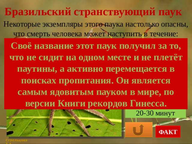 Бразильский странствующий паук Некоторые экземпляры этого паука настолько опасны, что смерть человека может наступить в течение: Своё название этот паук получил за то, что не сидит на одном месте и не плетёт паутины, а активно перемещается в поисках пропитания. Он является самым ядовитым пауком в мире, по версии Книги рекордов Гинесса. 3-4 часов 1 часа 20-30 минут ФАКТ Стрельцова Т.А. 