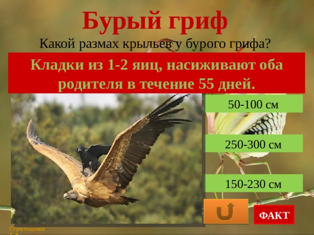 Бурый гриф Какой размах крыльев у бурого грифа? Кладки из 1-2 яиц, насиживают оба родителя в течение 55 дней. 50-100 см 250-300 см 150-230 см ФАКТ Стрельцова Т.А. 