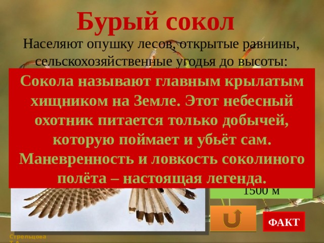 Бурый сокол Населяют опушку лесов, открытые равнины, сельскохозяйственные угодья до высоты: Сокола называют главным крылатым хищником на Земле. Этот небесный охотник питается только добычей, которую поймает и убьёт сам. Маневренность и ловкость соколиного полёта – настоящая легенда. 3000 м 4000 м 1500 м ФАКТ Стрельцова Т.А. 