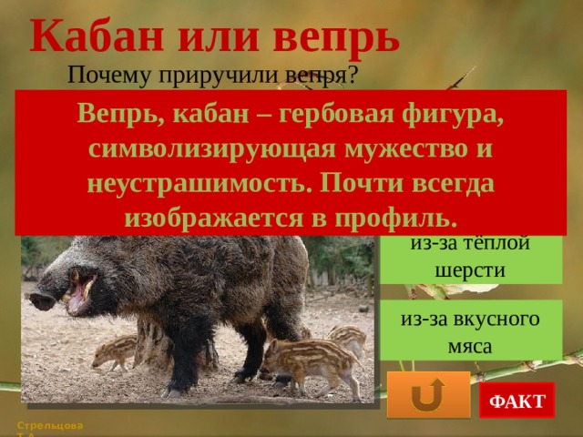 Кабан или вепрь Почему приручили вепря? Вепрь, кабан – гербовая фигура, символизирующая мужество и неустрашимость. Почти всегда изображается в профиль. из-за красоты из-за тёплой шерсти из-за вкусного мяса ФАКТ Стрельцова Т.А. 