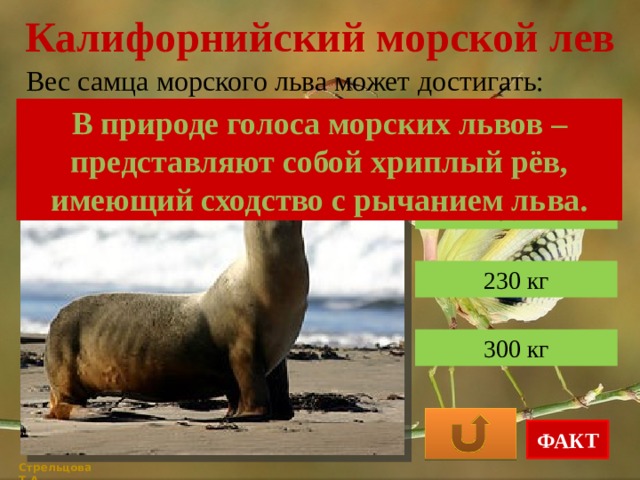 Калифорнийский морской лев Вес самца морского льва может достигать: В природе голоса морских львов – представляют собой хриплый рёв, имеющий сходство с рычанием льва. 150 кг 230 кг 300 кг ФАКТ Стрельцова Т.А. 