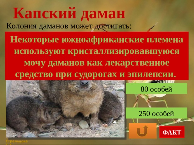 Капский даман Колония даманов может достигать: Некоторые южноафриканские племена используют кристаллизировавшуюся мочу даманов как лекарственное средство при судорогах и эпилепсии. 100 особей 80 особей 250 особей ФАКТ Стрельцова Т.А. 
