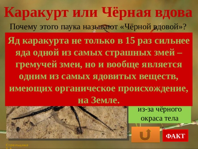 Каракурт или Чёрная вдова Почему этого паука называют «Чёрной вдовой»? Яд каракурта не только в 15 раз сильнее яда одной из самых страшных змей – гремучей змеи, но и вообще является одним из самых ядовитых веществ, имеющих органическое происхождение, на Земле. после спаривания самец умирает после спаривания, самка съедает самца из-за чёрного окраса тела ФАКТ Стрельцова Т.А. 