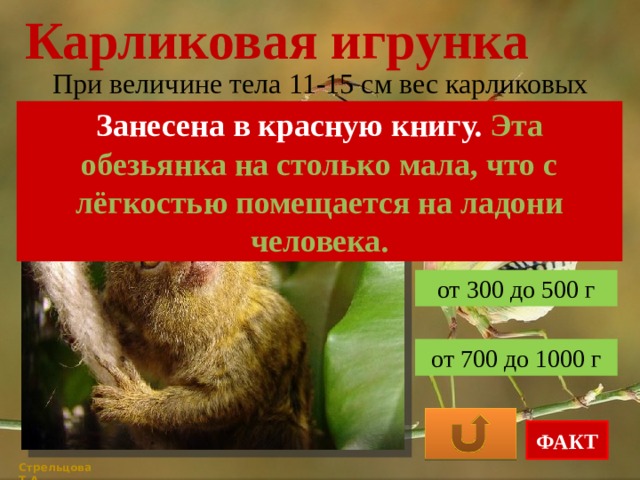 Карликовая игрунка При величине тела 11-15 см вес карликовых игрунок составляет: Занесена в красную книгу. Эта обезьянка на столько мала, что с лёгкостью помещается на ладони человека. от 100 до 150 г от 300 до 500 г от 700 до 1000 г ФАКТ Стрельцова Т.А. 