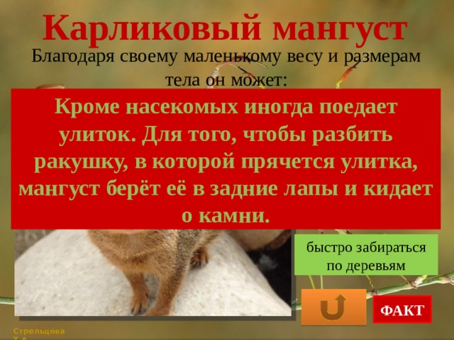 Карликовый мангуст Благодаря своему маленькому весу и размерам тела он может: Кроме насекомых иногда поедает улиток. Для того, чтобы разбить ракушку, в которой прячется улитка, мангуст берёт её в задние лапы и кидает о камни. быстро бегать проникать в самые узкие щели и малые отверстия быстро забираться по деревьям ФАКТ Стрельцова Т.А. 