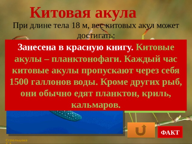 Китовая акула При длине тела 18 м, вес китовых акул может достигать: Занесена в красную книгу. Китовые акулы – планктонофаги. Каждый час китовые акулы пропускают через себя 1500 галлонов воды. Кроме других рыб, они обычно едят планктон, криль, кальмаров. 12 т 8 т 5 т ФАКТ Стрельцова Т.А. 