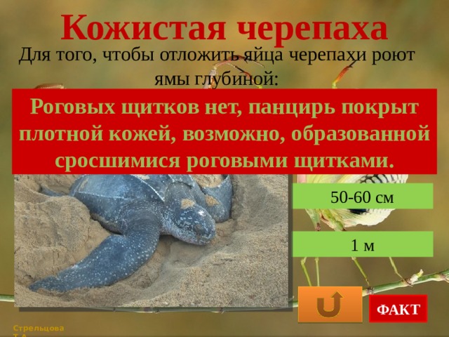 Кожистая черепаха Для того, чтобы отложить яйца черепахи роют ямы глубиной: Роговых щитков нет, панцирь покрыт плотной кожей, возможно, образованной сросшимися роговыми щитками. 10-15 см 50-60 см 1 м ФАКТ Стрельцова Т.А. 