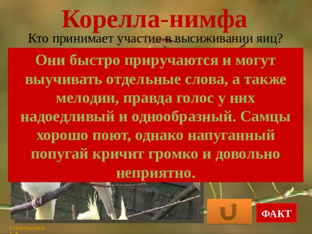 Корелла-нимфа Кто принимает участие в высиживании яиц? Они быстро приручаются и могут выучивать отдельные слова, а также мелодии, правда голос у них надоедливый и однообразный. Самцы хорошо поют, однако напуганный попугай кричит громко и довольно неприятно. самка оба родителя самец ФАКТ Стрельцова Т.А. 