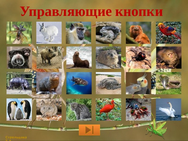 Управляющие кнопки   Стрельцова Т.А. 