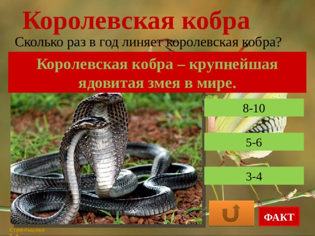 Королевская кобра Сколько раз в год линяет королевская кобра? Королевская кобра – крупнейшая ядовитая змея в мире. 8-10 5-6 3-4 ФАКТ Стрельцова Т.А. 