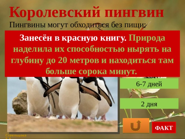 занесен ли пингвин в красную книгу. занесен ли пингвин в красную книгу. занесен ли пингвин в красную книгу. императорский пингвин рассказ. пингвин красная книга.