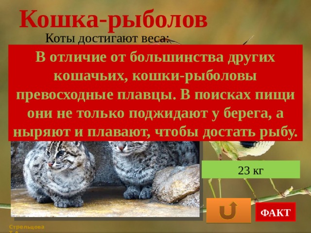 Кошка-рыболов Коты достигают веса: В отличие от большинства других кошачьих, кошки-рыболовы превосходные плавцы. В поисках пищи они не только поджидают у берега, а ныряют и плавают, чтобы достать рыбу. 6 кг 15 кг 23 кг ФАКТ Стрельцова Т.А. 