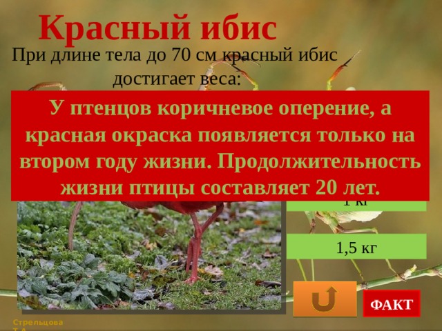 Красный ибис При длине тела до 70 см красный ибис достигает веса: У птенцов коричневое оперение, а красная окраска появляется только на втором году жизни. Продолжительность жизни птицы составляет 20 лет. 500 г 1 кг 1,5 кг ФАКТ Стрельцова Т.А. 