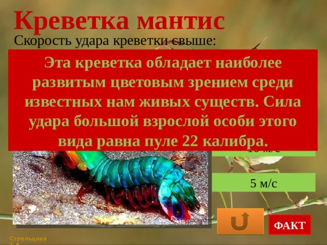 Креветка мантис Скорость удара креветки свыше: Эта креветка обладает наиболее развитым цветовым зрением среди известных нам живых существ. Сила удара большой взрослой особи этого вида равна пуле 22 калибра. 20 м/с 10 м/с 5 м/с ФАКТ Стрельцова Т.А. 