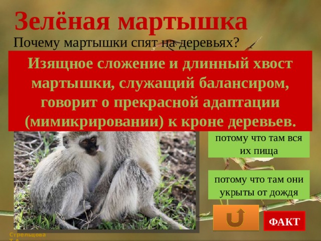 Зелёная мартышка Почему мартышки спят на деревьях? Изящное сложение и длинный хвост мартышки, служащий балансиром, говорит о прекрасной адаптации (мимикрировании) к кроне деревьев. меньше риск нападения хищников потому что там вся их пища потому что там они укрыты от дождя ФАКТ Стрельцова Т.А. 