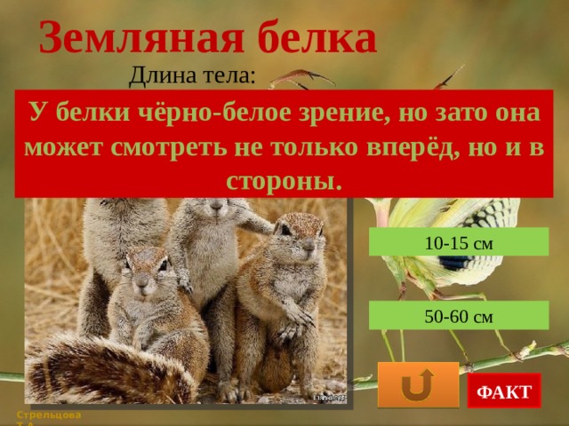 Земляная белка Длина тела: У белки чёрно-белое зрение, но зато она может смотреть не только вперёд, но и в стороны. 22-26 см 10-15 см 50-60 см ФАКТ Стрельцова Т.А. 