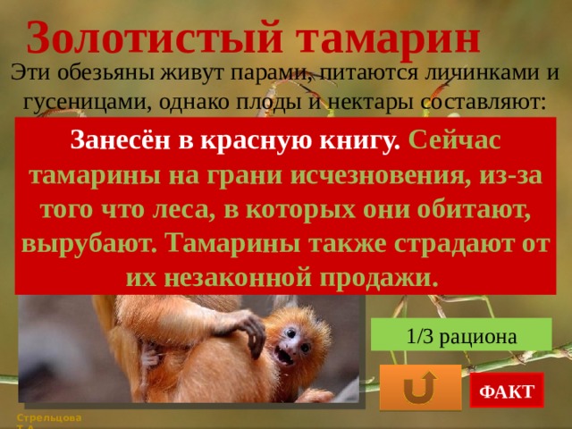 Золотистый тамарин Эти обезьяны живут парами, питаются личинками и гусеницами, однако плоды и нектары составляют: Занесён в красную книгу. Сейчас тамарины на грани исчезновения, из-за того что леса, в которых они обитают, вырубают. Тамарины также страдают от их незаконной продажи. 2/3 рациона 4/5 рациона 1/3 рациона ФАКТ Стрельцова Т.А. 