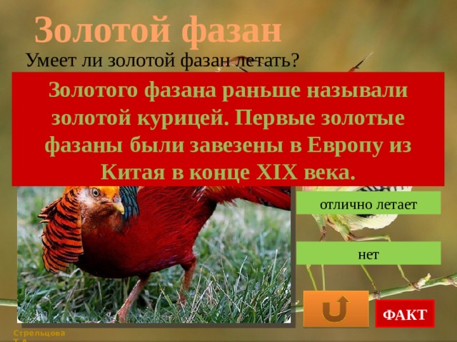 Золотой фазан Умеет ли золотой фазан летать? Золотого фазана раньше называли золотой курицей. Первые золотые фазаны были завезены в Европу из Китая в конце ХІХ века. да, на небольшие дистанции отлично летает нет ФАКТ Стрельцова Т.А. 