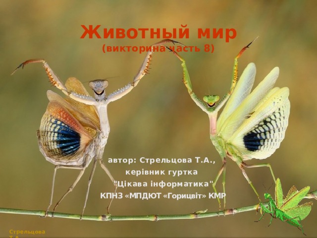 Животный мир  (викторина часть 8) автор: Стрельцова Т.А., керівник гуртка 