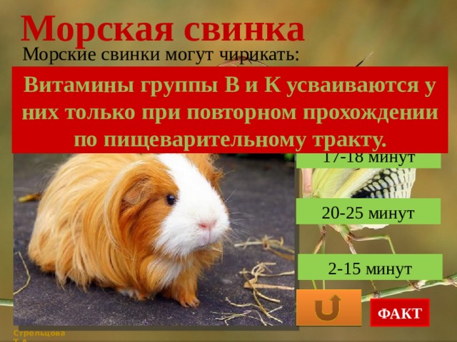 Морская свинка Морские свинки могут чирикать: Витамины группы В и К усваиваются у них только при повторном прохождении по пищеварительному тракту. 17-18 минут 20-25 минут 2-15 минут ФАКТ Стрельцова Т.А. 