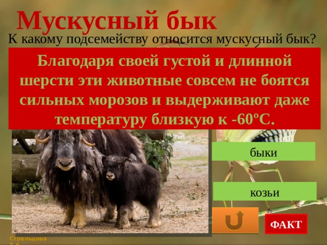 Мускусный бык К какому подсемейству относится мускусный бык? Благодаря своей густой и длинной шерсти эти животные совсем не боятся сильных морозов и выдерживают даже температуру близкую к -60ºС. импалы быки козьи ФАКТ Стрельцова Т.А. 