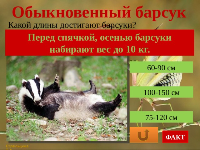 Обыкновенный барсук Какой длины достигают барсуки? Перед спячкой, осенью барсуки набирают вес до 10 кг. 60-90 см 100-150 см 75-120 см ФАКТ Стрельцова Т.А. 