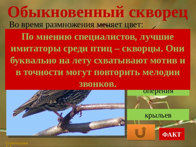 Обыкновенный скворец Во время размножения меняет цвет: По мнению специалистов, лучшие имитаторы среди птиц – скворцы. Они буквально на лету схватывают мотив и в точности могут повторить мелодии звонков. клюва оперения крыльев ФАКТ Стрельцова Т.А. 