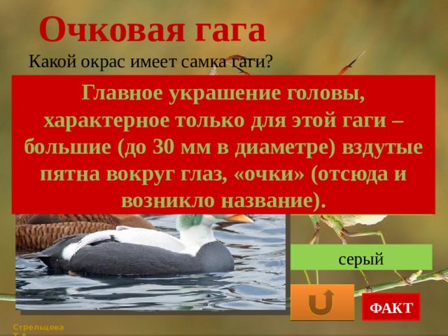 Очковая гага Какой окрас имеет самка гаги? Главное украшение головы, характерное только для этой гаги – большие (до 30 мм в диаметре) вздутые пятна вокруг глаз, «очки» (отсюда и возникло название). бело-чёрный коричневый серый ФАКТ Стрельцова Т.А. 