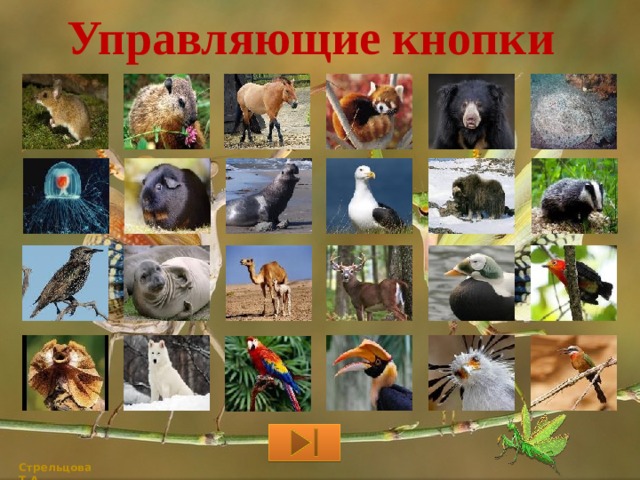 Управляющие кнопки Стрельцова Т.А. 