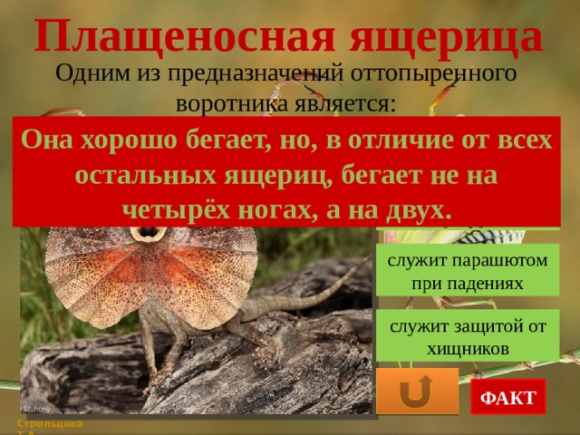 Плащеносная ящерица Одним из предназначений оттопыренного воротника является: Она хорошо бегает, но, в отличие от всех остальных ящериц, бегает не на четырёх ногах, а на двух. регулировка температуры тела служит парашютом при падениях служит защитой от хищников ФАКТ Стрельцова Т.А. 